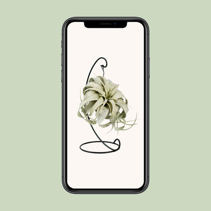 Tillandsia King Xero – pflegeleichte Luftpflanze Ø12cm