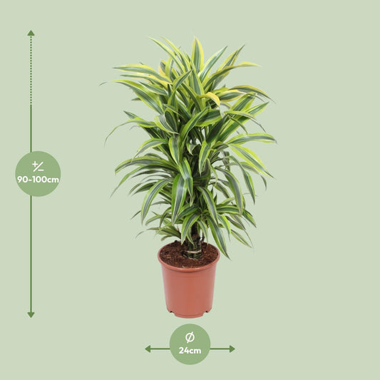 Dracaena Fragrans Lemon Lime – Pflegeleichter Drachenbaum Ø24cm