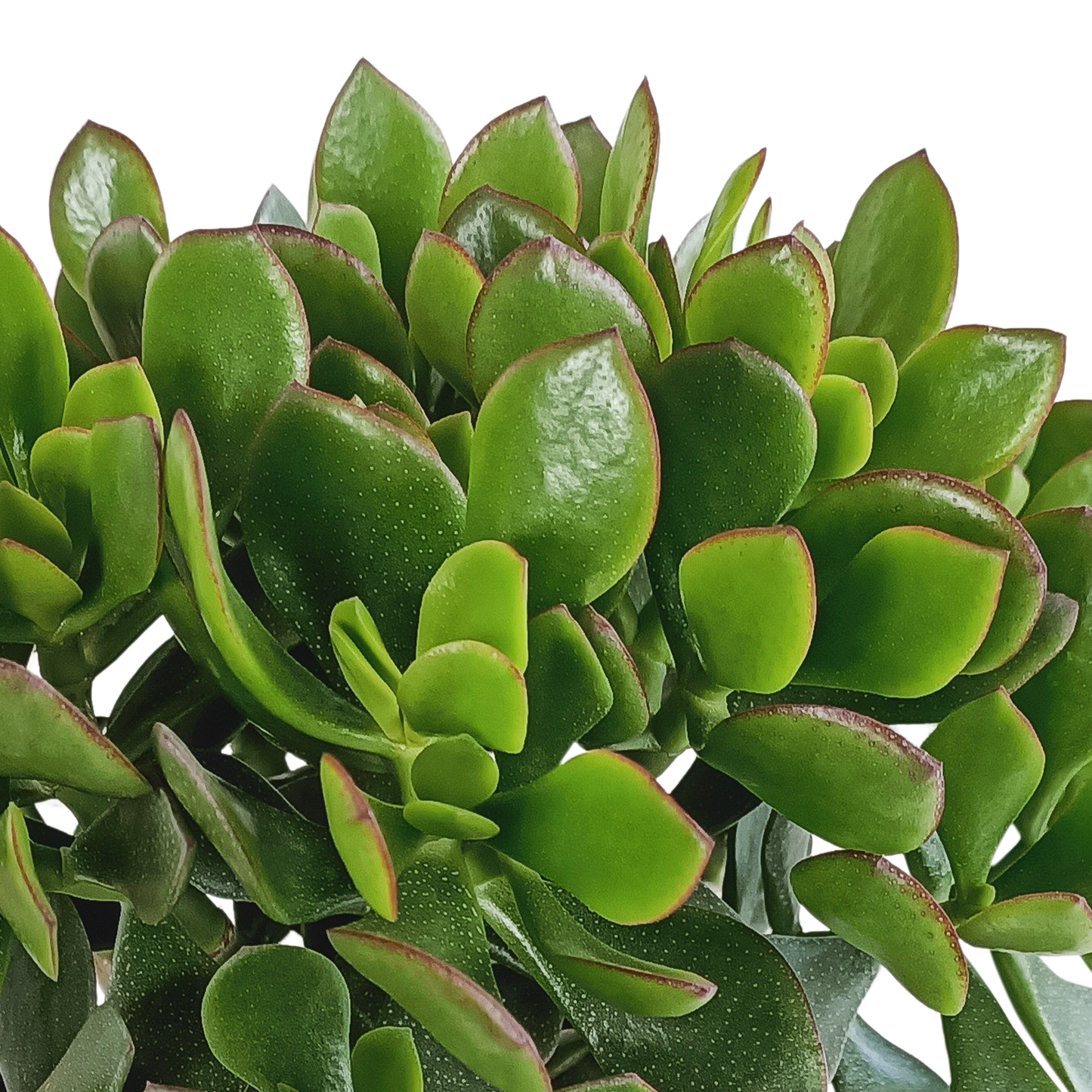 Crassula minova – Pflegeleichte Sukkulente 17 cm