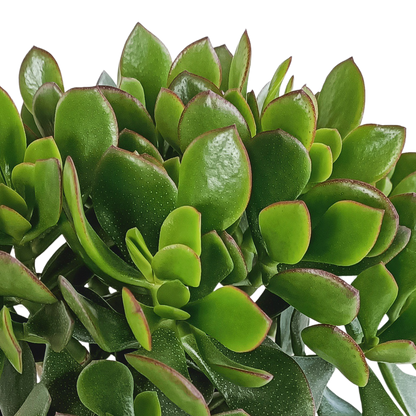 Crassula minova – Pflegeleichte Sukkulente 17 cm