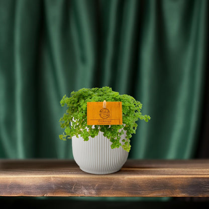 Pilea Depressa – pflegeleichte Aluminium-Pflanze Ø12cm