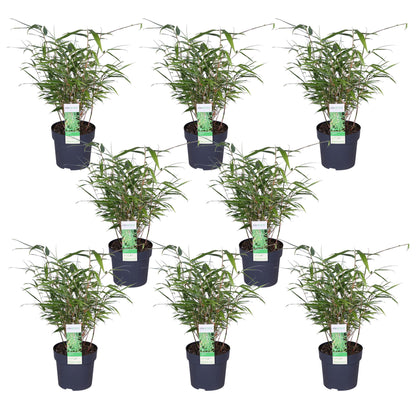 8x Fargesia rufa Bambus Ø14cm, 40cm hoch – kompakt & pflegeleicht