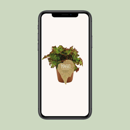 Begonia Rex Samba – Bunte, pflegeleichte Zimmerpflanze Ø12 cm