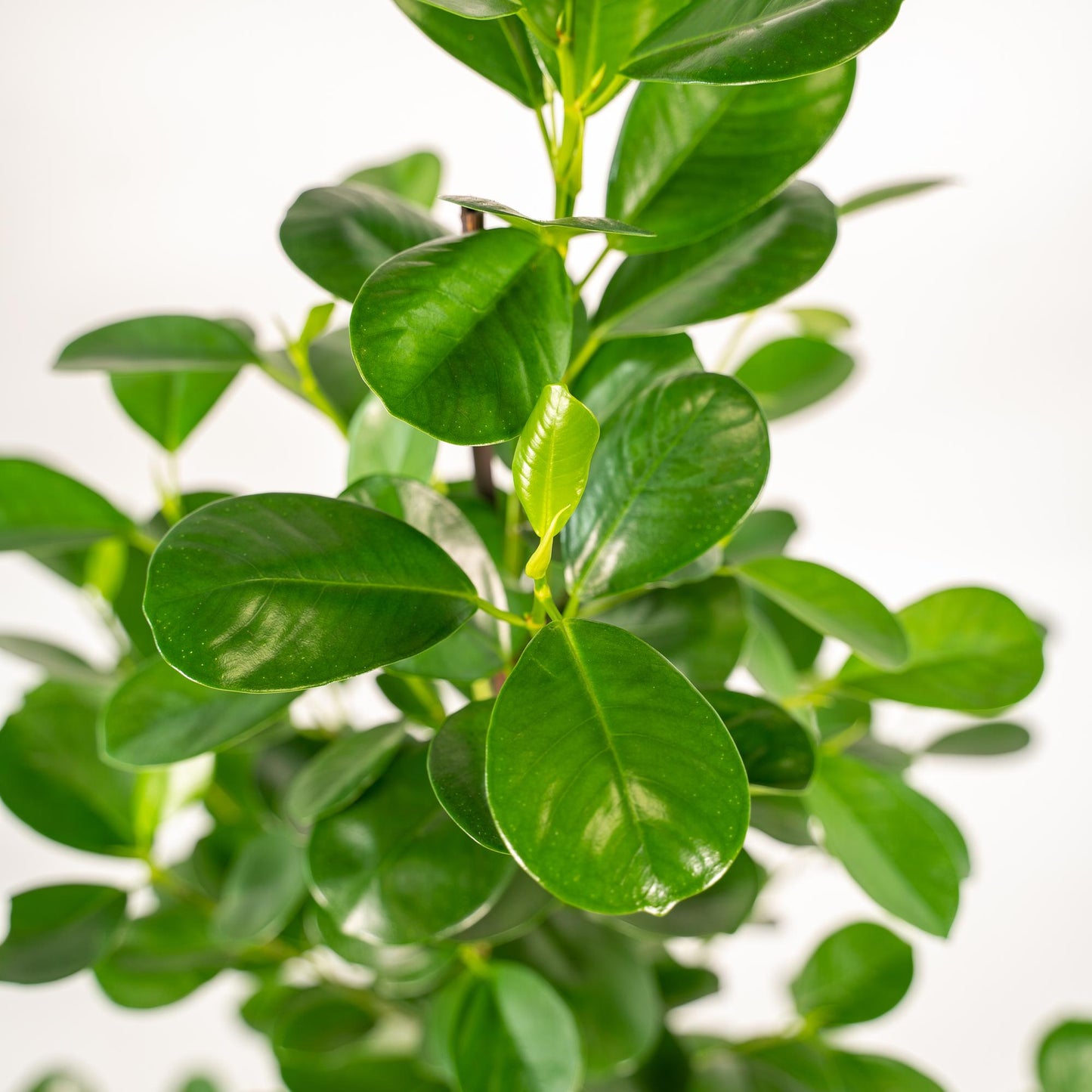 Ficus microcarpa Moclame – luftreinigende Zimmerpflanze Ø21cm
