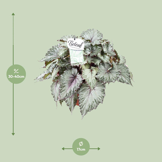 Begonie 'Asian Tundra' – pflegeleichte Zimmerpflanze 32 cm