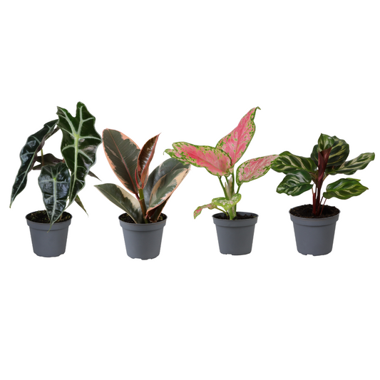 Mini Pflanzen Überraschungsbox 4er Set Ø6cm – Pflegeleicht & Trendig