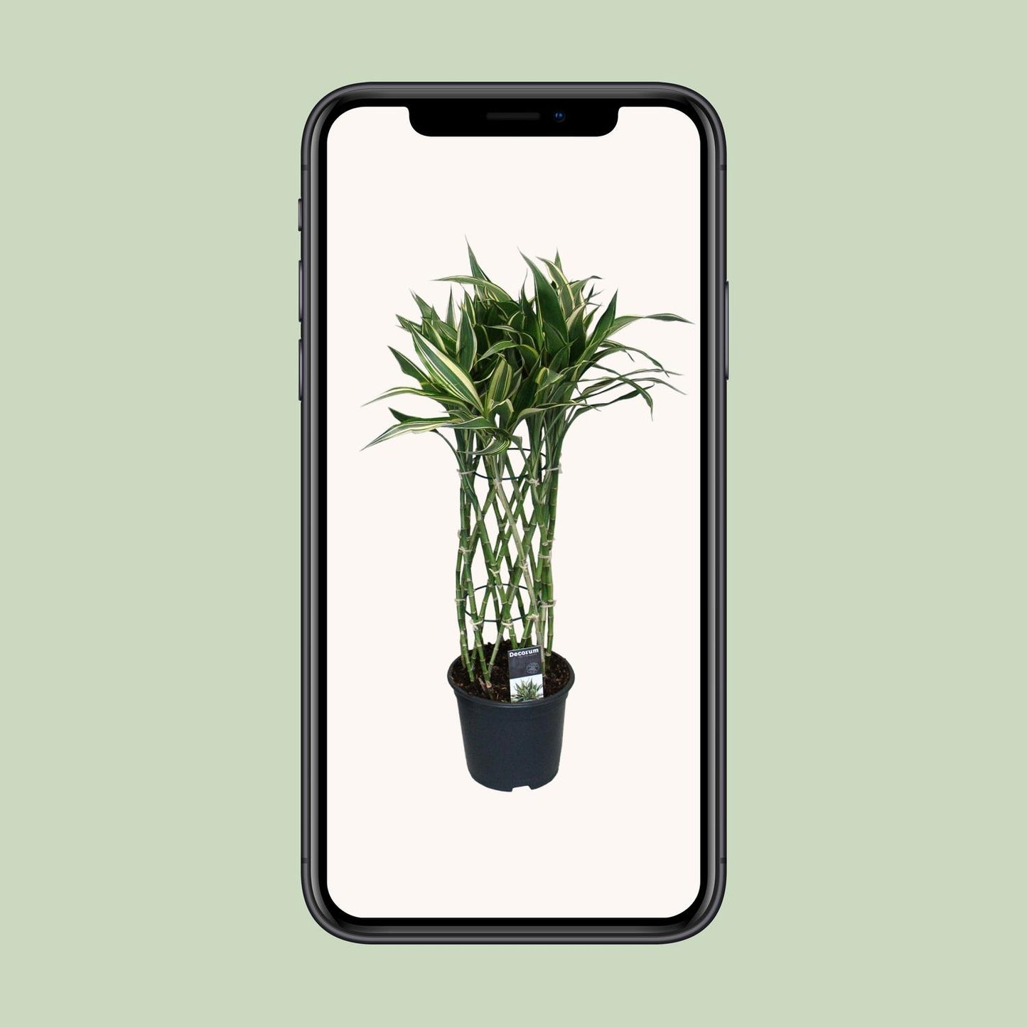 Dracaena Godsefiana – Pflegeleichter Drachenbaum Ø19cm