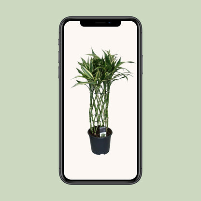 Dracaena Godsefiana – Pflegeleichter Drachenbaum Ø19cm