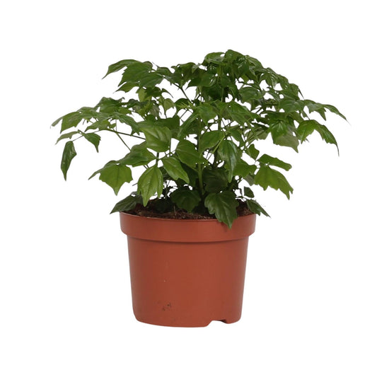 Rademachera Sinica – Asiatischer Glockenbaum Ø12cm