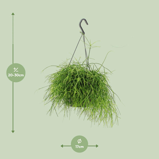 Rhipsalis Oasis – Pflegeleichte hängende Zimmerpflanze Ø17cm