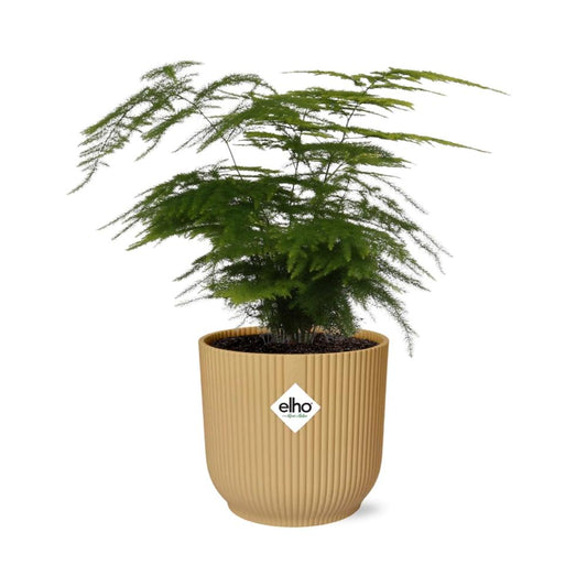 Asparagus Setaceus ‘Plumosus’ in ELHO Vibes Fold 14cm gelb