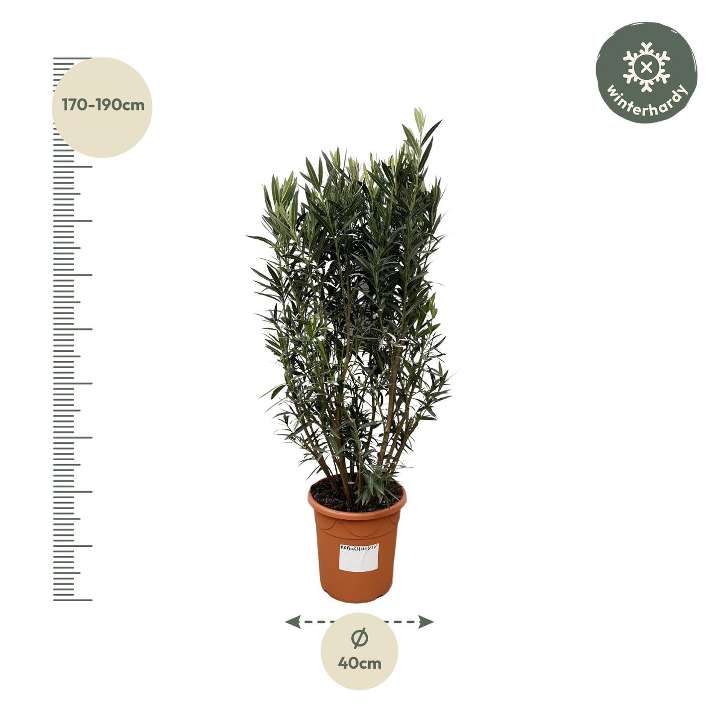 Nerium Oleander Strauch – 180 cm, Ø 40 cm, pflegeleicht & robust