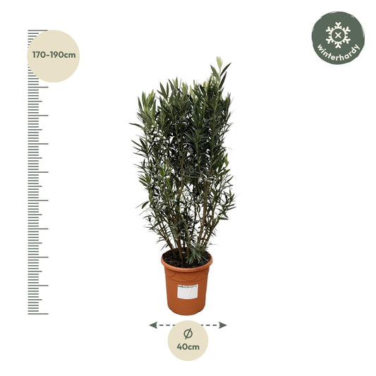 Nerium Oleander Strauch – 180 cm, Ø 40 cm, pflegeleicht & robust