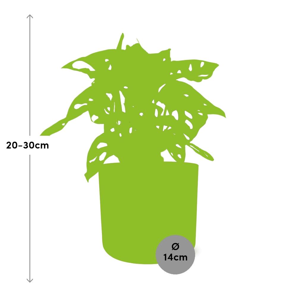 Monstera ‘Monkey Leaf’ im ELHO b.for soft Topf 14cm Brique