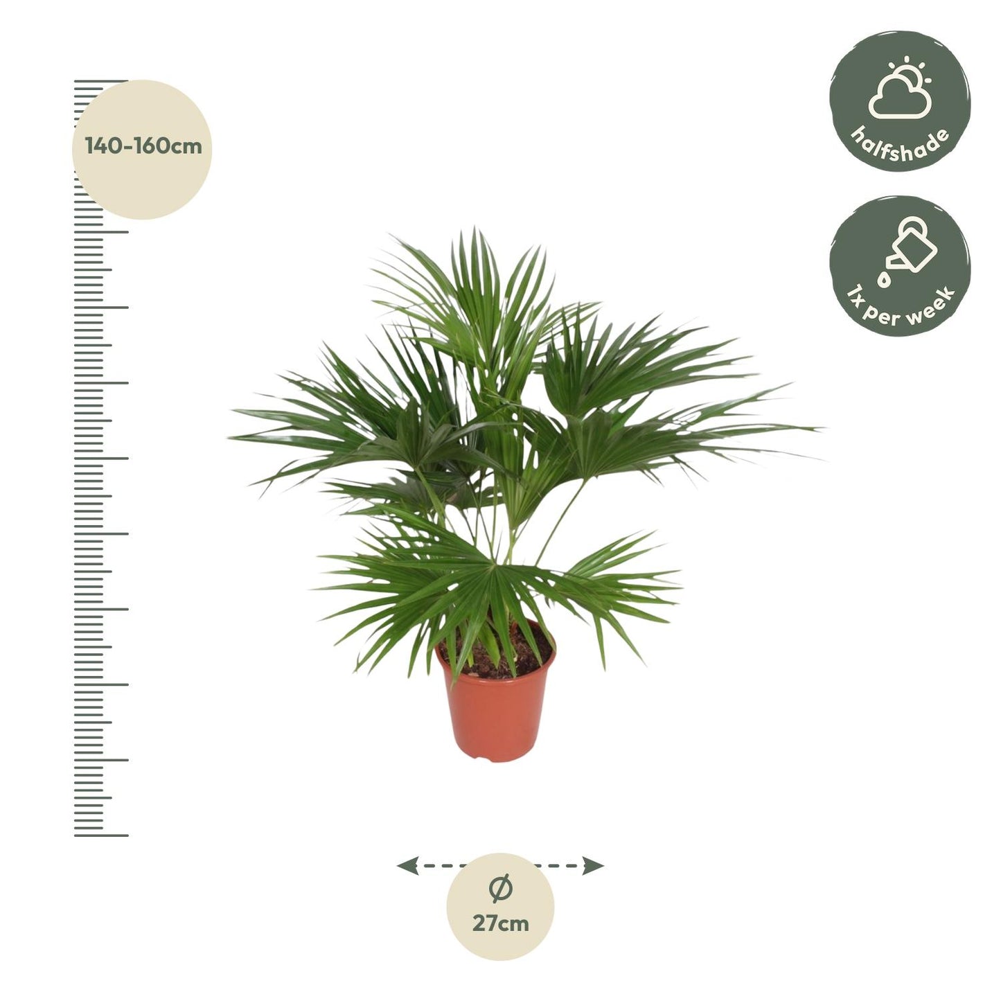 Livistona Chinensis – Tropische Zimmerpalme 170 cm