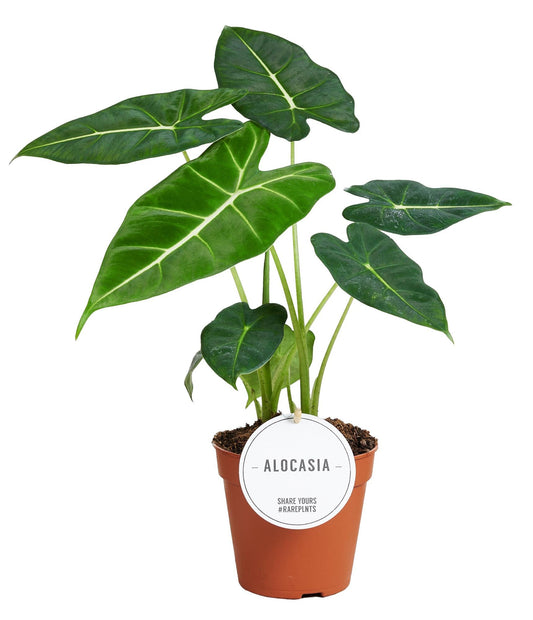 Alocasia Frydek – Pflegeleichtes Elefantenohr im 12cm Topf