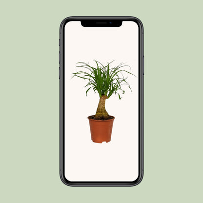 Beaucarnea Nolina – Pflegeleichter Elefantenfuß Ø14cm, 40cm hoch