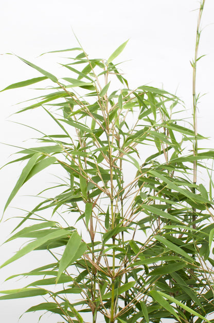 4x Fargesia rufa Bambus - kompakt & pflegeleicht, 60cm