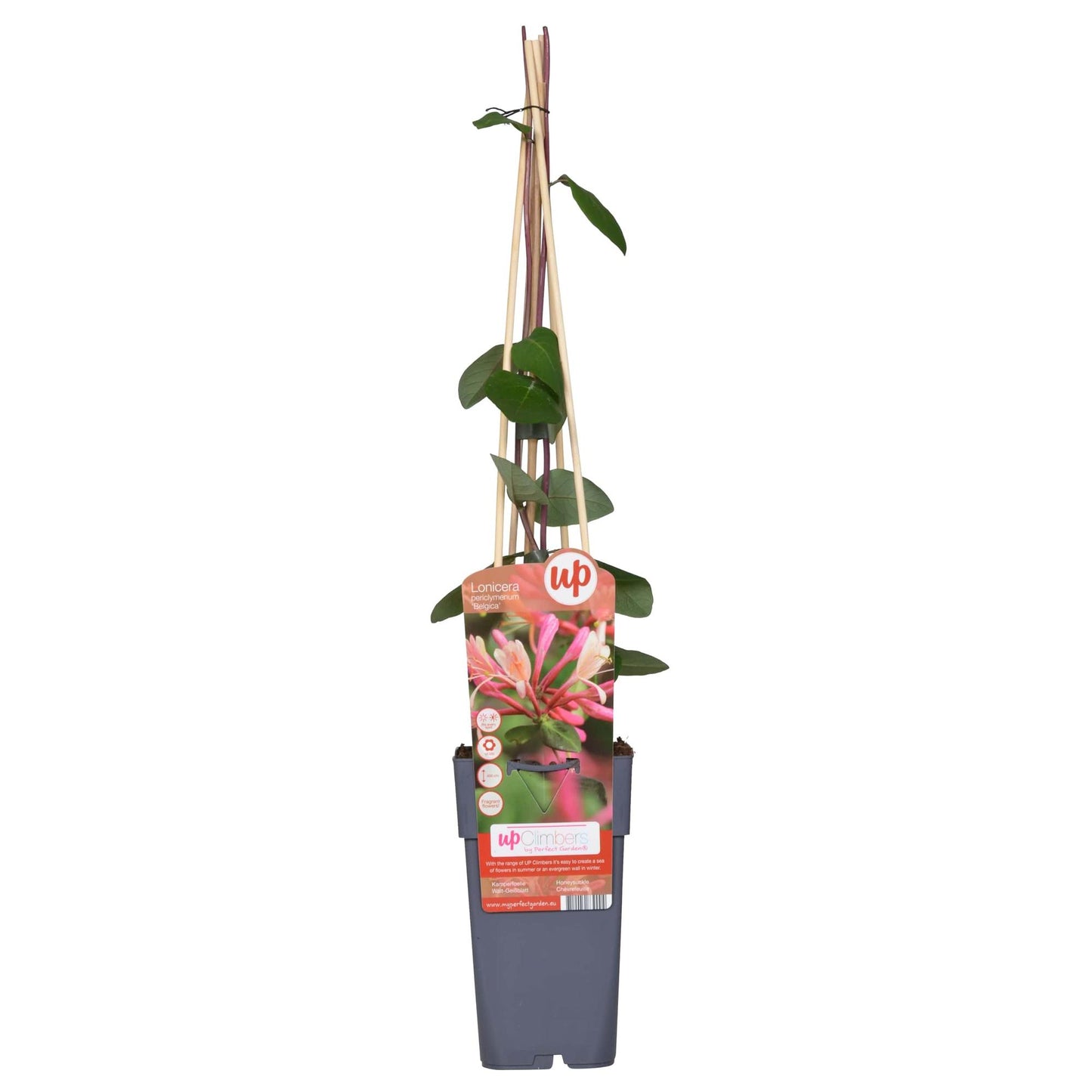 Lonicera periclymenum 'Belgica' – Duftendes Geißblatt Ø15cm