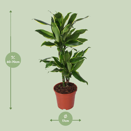 Dracaena Golden Coast – Pflegeleichter Drachenbaum Ø17cm