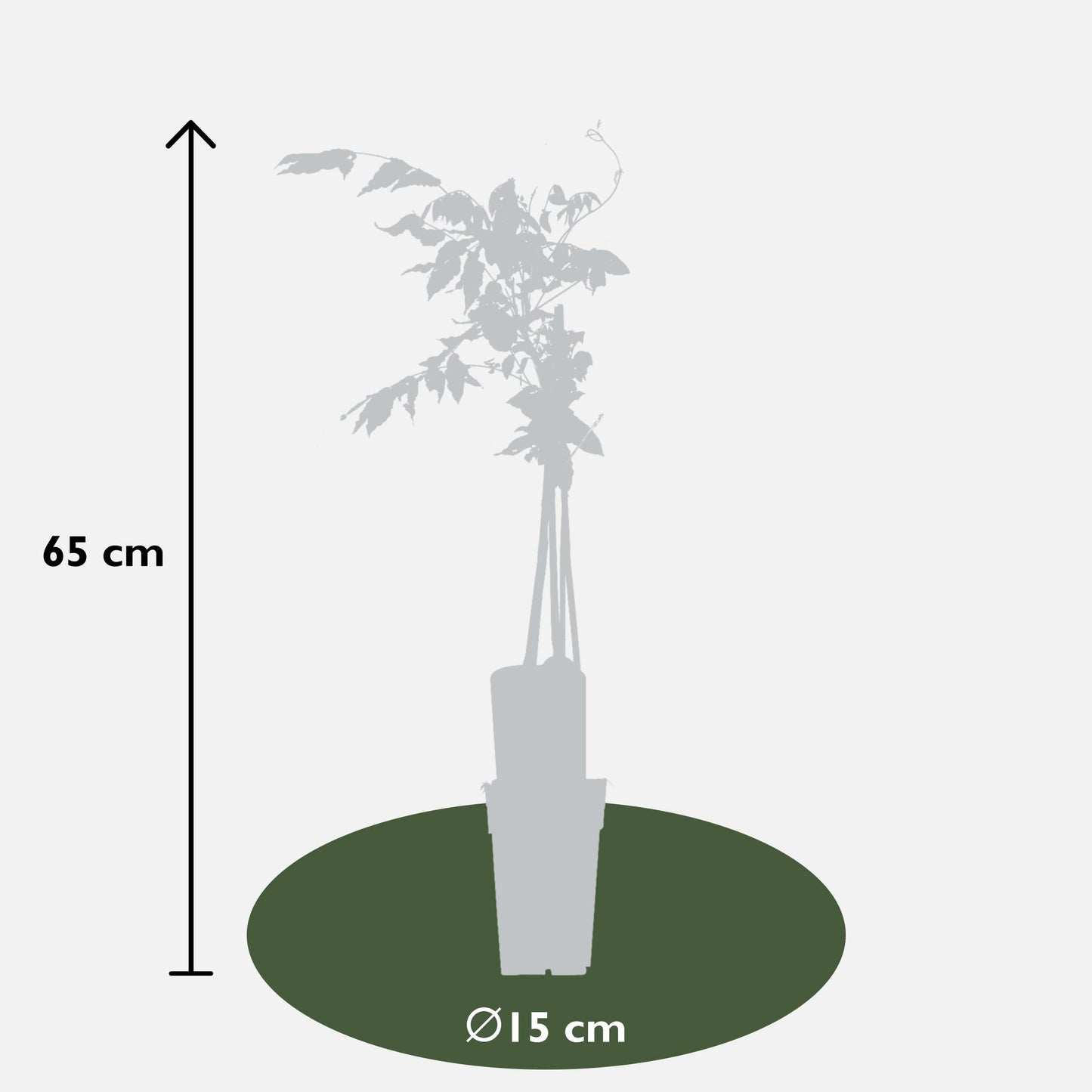 Blauregen 'Rosea' – Rosa Glyzinie Kletterpflanze 65 cm
