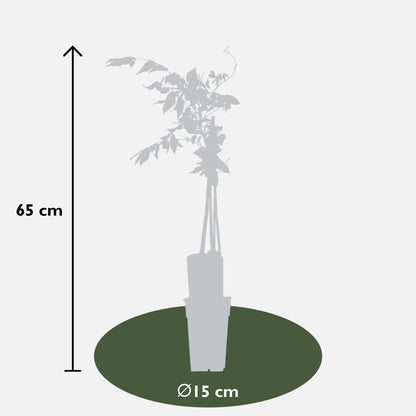 Blauregen 'Rosea' – Rosa Glyzinie Kletterpflanze 65 cm