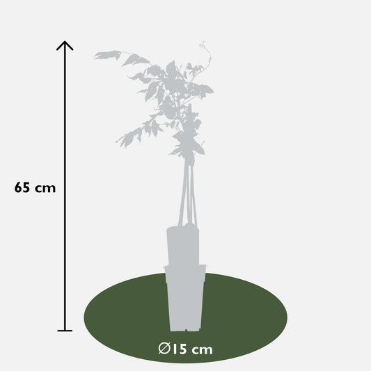 Blauregen 'Rosea' – Rosa Glyzinie Kletterpflanze 65 cm
