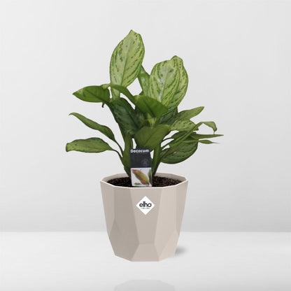 Aglaonema Christina – Pflegeleichte Zimmerpflanze 14 cm