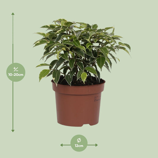 Ficus Benjamina Kinky – Pflegeleichte Zimmerpflanze Ø12cm