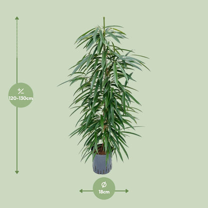 Ficus Binnendijkii 'Alii' – Elegante pflegeleichte Zimmerpflanze Ø18cm