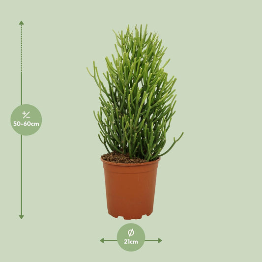 Euphorbia Tirucalli – Pflegeleichte & robuste Zimmerpflanze Ø21cm