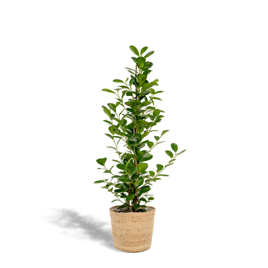 Ficus microcarpa Moclame – Luftreinigende Zimmerpflanze Ø21cm