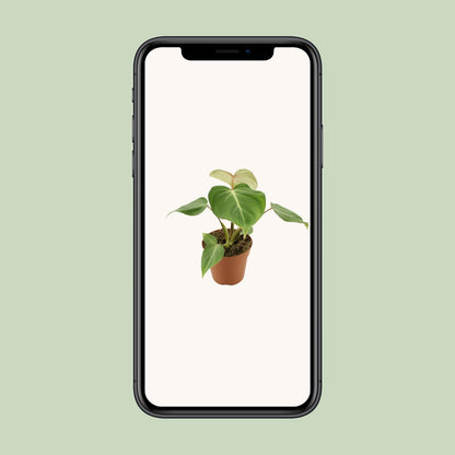 Philodendron Gloriosum – pflegeleichte Zimmerpflanze Ø12cm