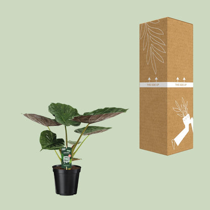 Alocasia Wentii – Elefantenohr Zimmerpflanze Ø19cm, 70cm hoch