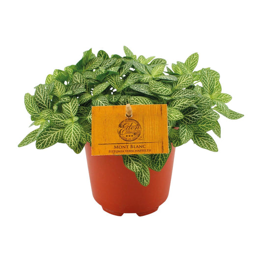 Fittonia Verschaffeltii 'Forest Flame' – Pflegleichte Mosaikpflanze Ø10,5cm