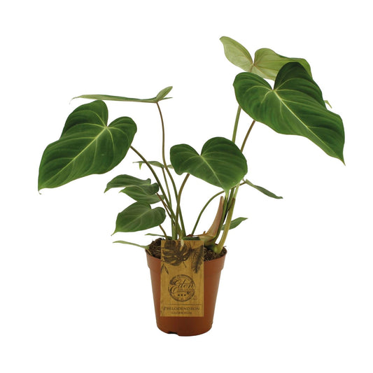 Philodendron Gloriosum – Samtblatt Zimmerpflanze Ø15cm