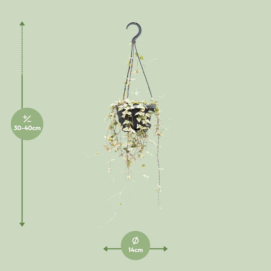 Herzensranke (Ceropegia woodii) – pflegeleichte Hängepflanze 14cm
