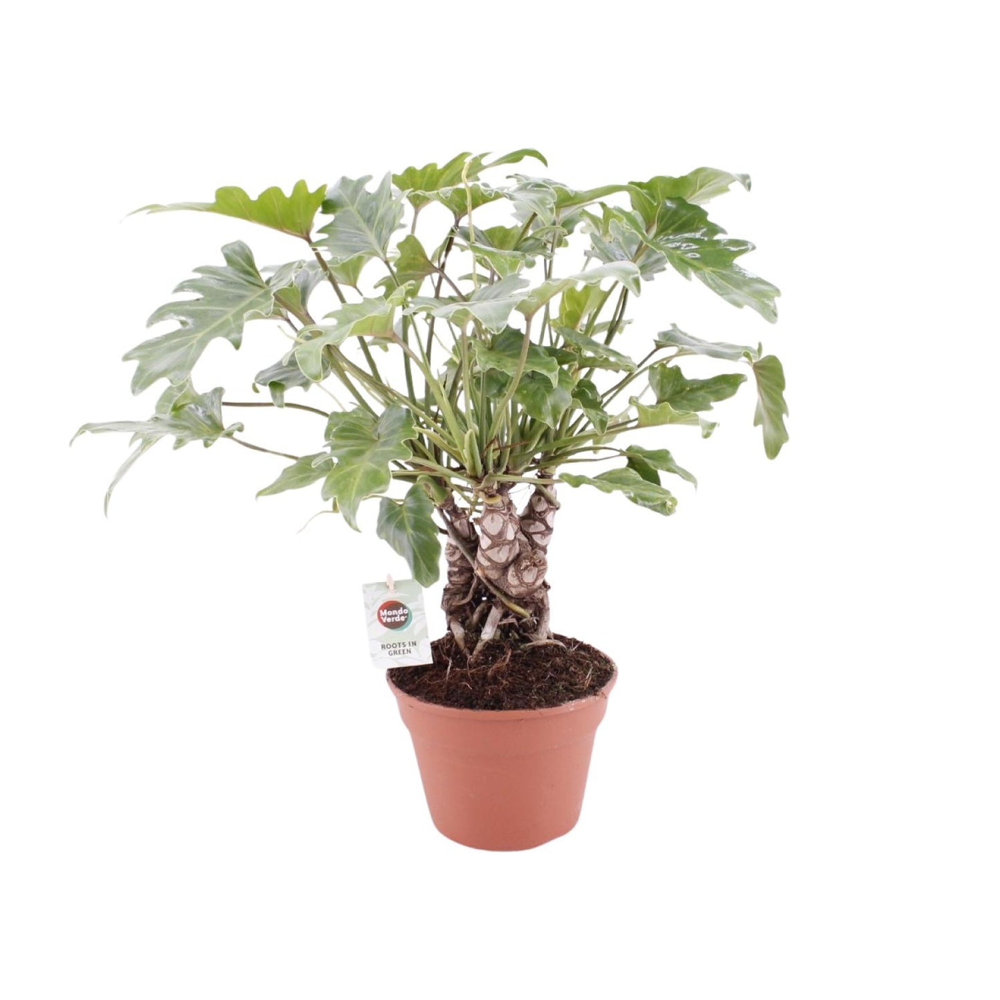 Philodendron Xanadu am Stamm – pflegeleichte Zimmerpflanze Ø17cm