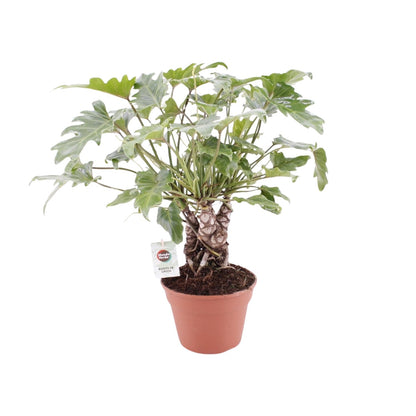 Philodendron Xanadu am Stamm – pflegeleichte Zimmerpflanze Ø17cm
