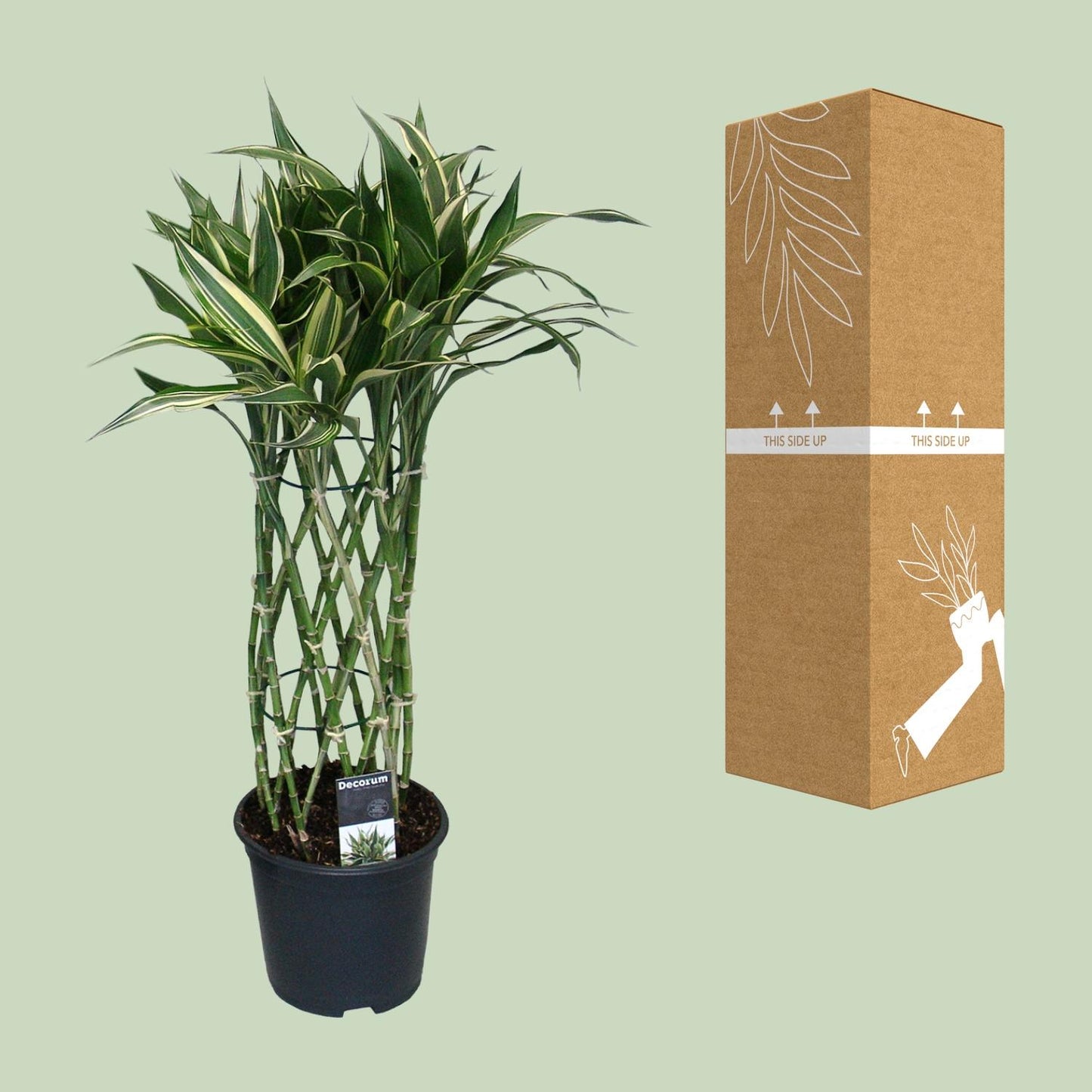 Dracaena Godsefiana – Pflegeleichter Drachenbaum Ø19cm