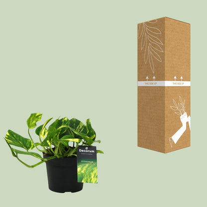 Efeutute 'N'joy Gold' Ø12cm – Pflegeleichte Zimmerpflanze