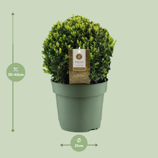Buxus Semp. Ball Ø25cm – Winterharte Buchsbaum-Kugel