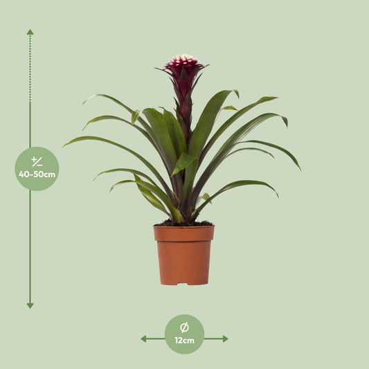 Guzmania Fransesca – Farbenfrohe, pflegeleichte Zimmerpflanze Ø12cm