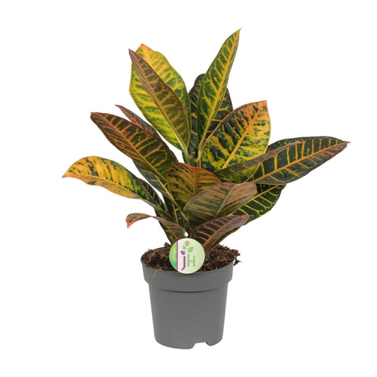 Codiaeum Petra – Bunte Croton Zimmerpflanze Ø17cm