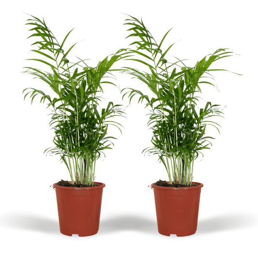 Mexikanische Bergpalme 2er Set Ø17cm, 55cm hoch