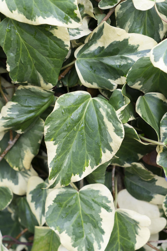 Hedera colchica 'Dentata Variegata' – Buntlaubiger Efeu Ø15cm