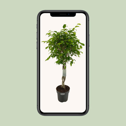 Ficus Benjamina Exotica – Pflegeleichte Zimmerpflanze Ø24cm, 100cm hoch