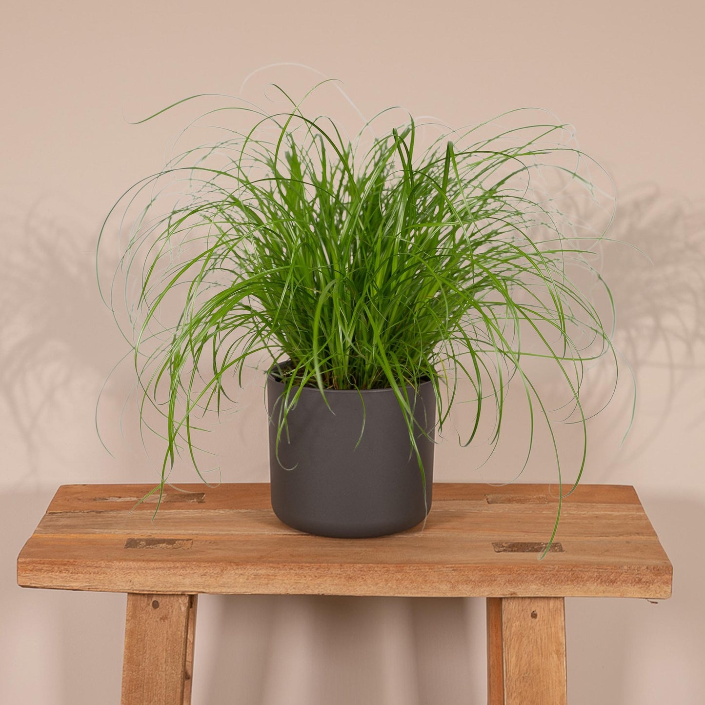 Zypergras (Katzengras) Ø12cm – Pflegeleichte Zimmerpflanze