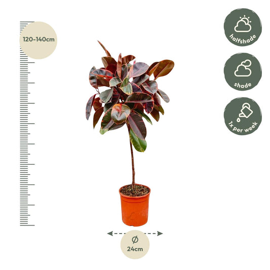 Ficus Elastica Belize op Stamm – pflegeleichter Gummibaum 130 cm