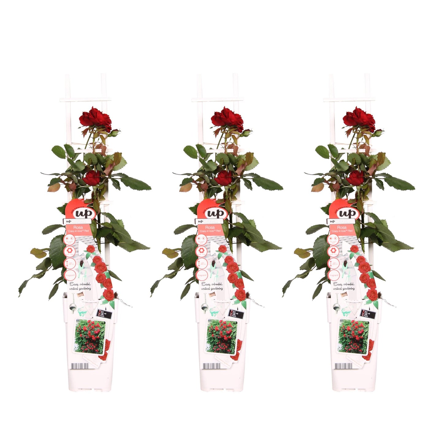 3x Rosa Crazy in Love 'Red' – Lebendige Duftrose Ø15cm, 65cm Höhe